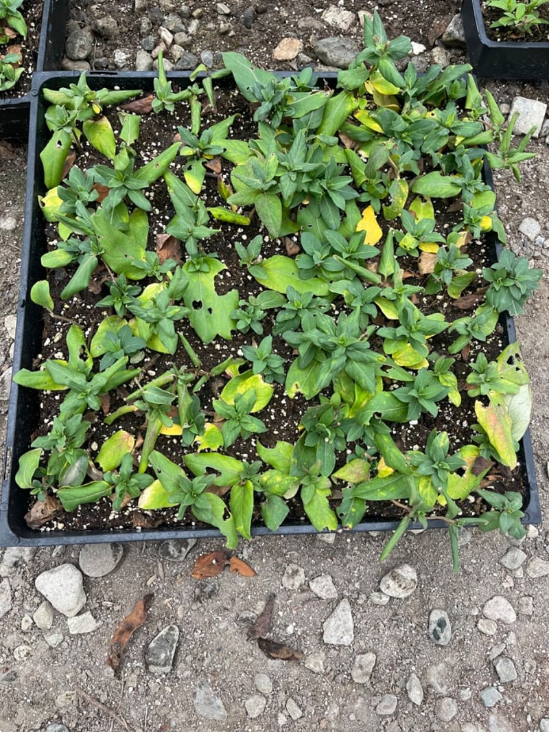 Photo for Lonicera japonica (Japanese Honeysuckle)