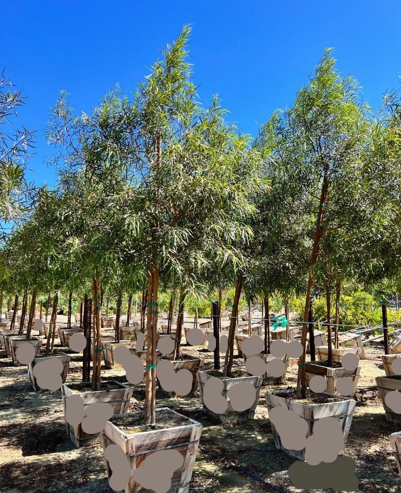 Photo for Rhus lancea (Standard) (African Sumac)