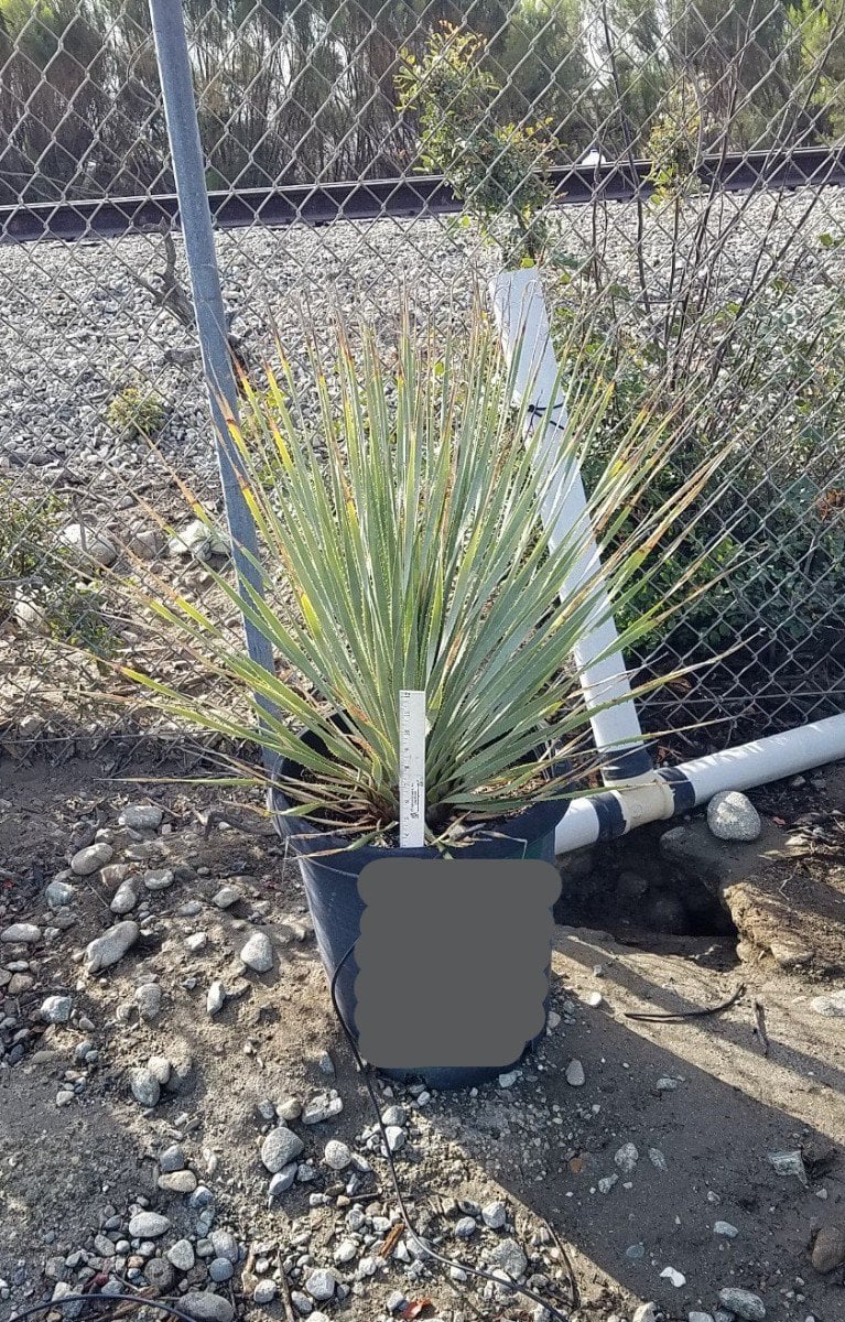 Photo for Dasylirion wheeleri (Spoon Yucca, Blue Sotol)
