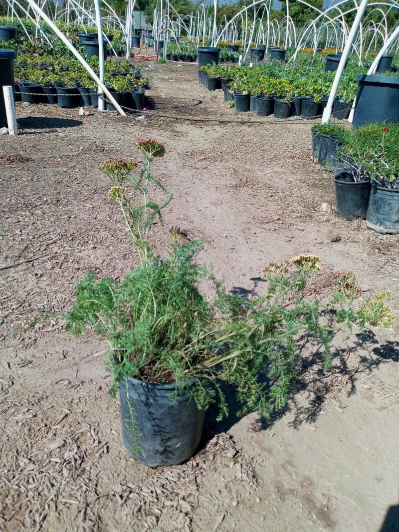 Photo for Achillea millefolium 'Paprika' (Paprika Common Yarrow)