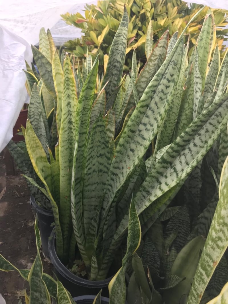 Photo for Sansevieria trifasciata 'Laurentii' (Striped Mother-in-law's Tongue)