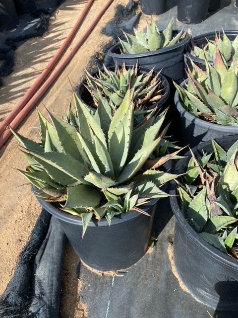 Photo for Agave parryi (Parry's Agave)
