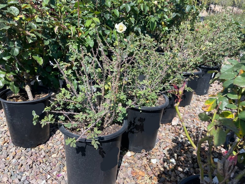 Photo for Rosa californica (California Wild Rose)