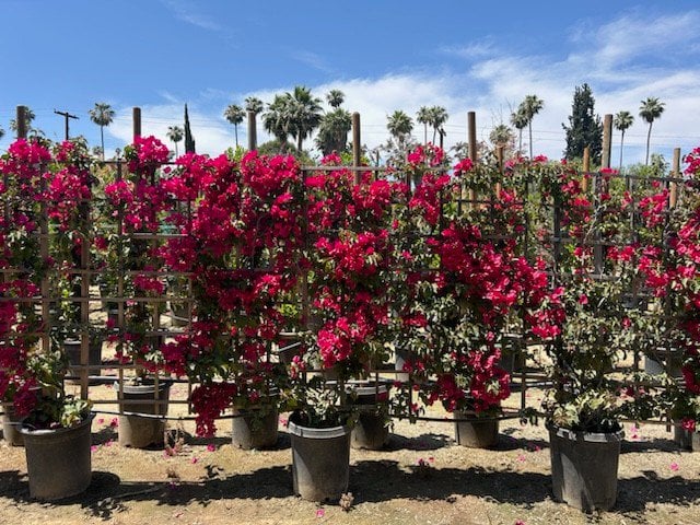 Photo for Bougainvillea 'San Diego Red' (Espalier) (San Diego Red Bougainvillea)