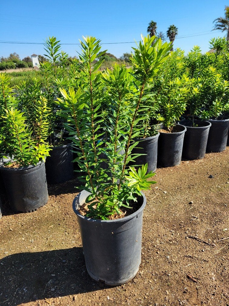 Photo for Myrica californica (Pacific Wax Myrtle)
