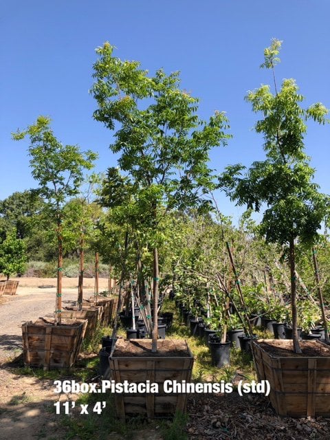 Photo for Pistacia chinensis (Chinese Pistache)