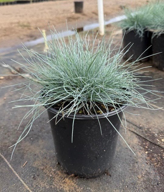 Photo for Festuca glauca 'Elijah Blue' (Elijah Blue Fescue)