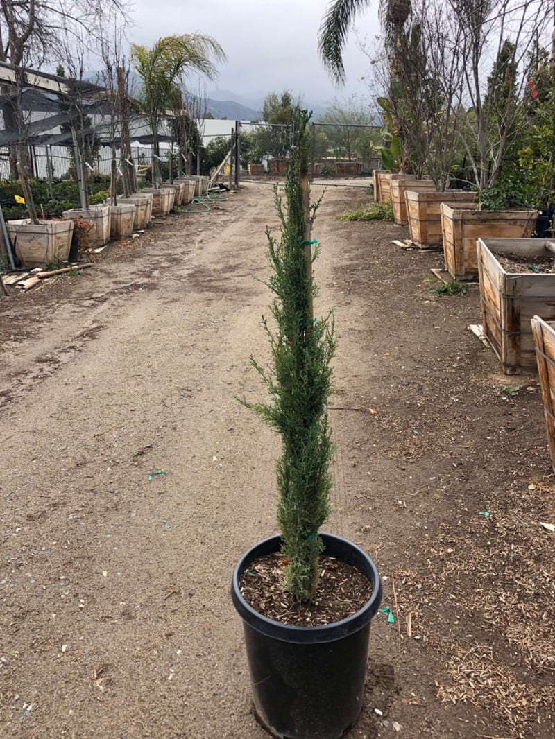 Photo for Cupressus sempervirens 'Monshel' (Italian Cypress Tiny Tower)