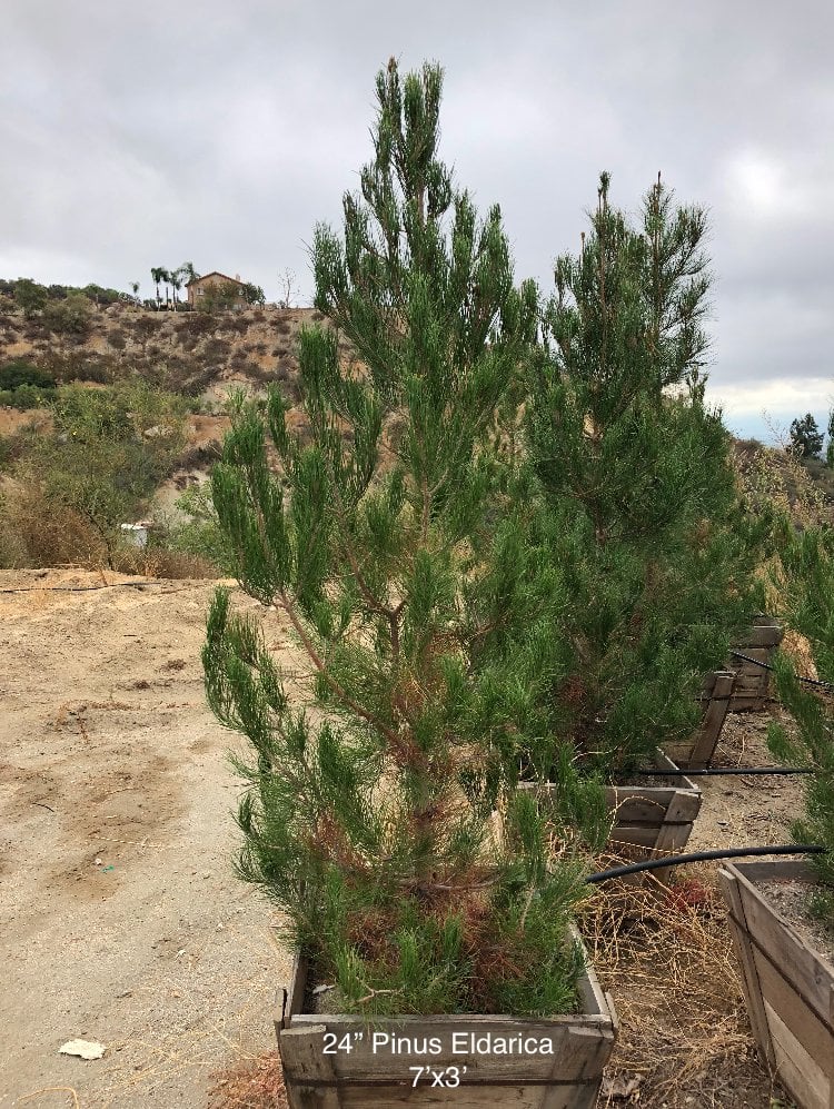 Photo for Pinus eldarica (Afghan Pine)