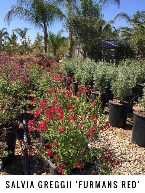 Photo for Salvia greggii 'Flame' (Flame Autumn Sage)