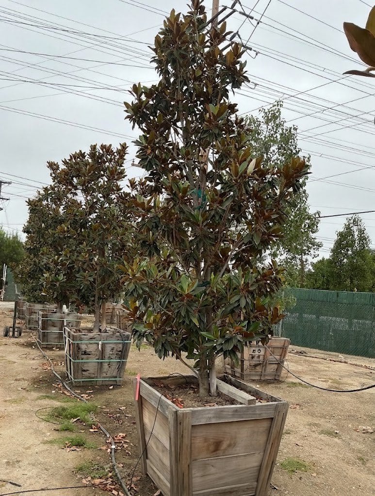 Photo for Magnolia grandiflora 'Little Gem' (Low Branching) (Little Gem Dwarf Magnolia)