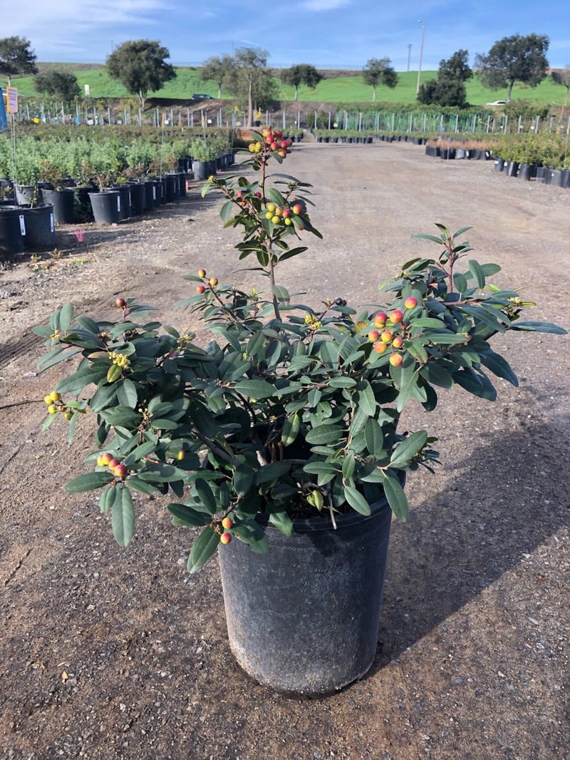 Photo for Rhamnus californica 'Eve Case' (Eve Case Coffeeberry)