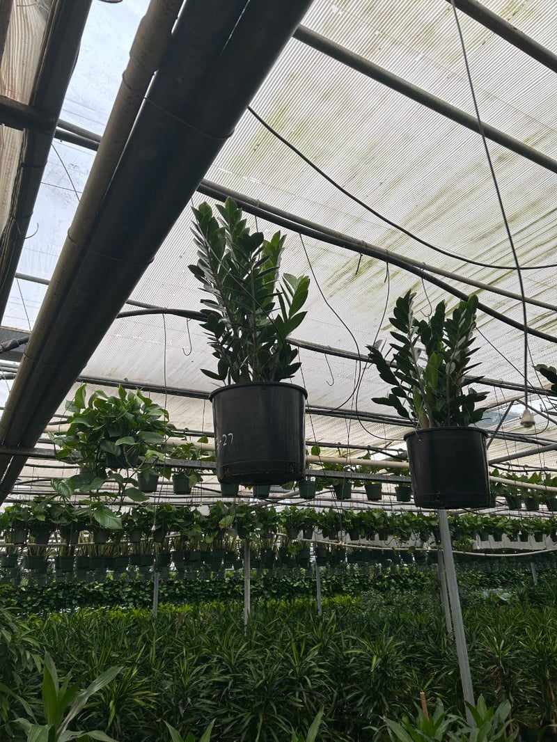Photo for Zamioculcas zamiifolia (ZZ Plant)