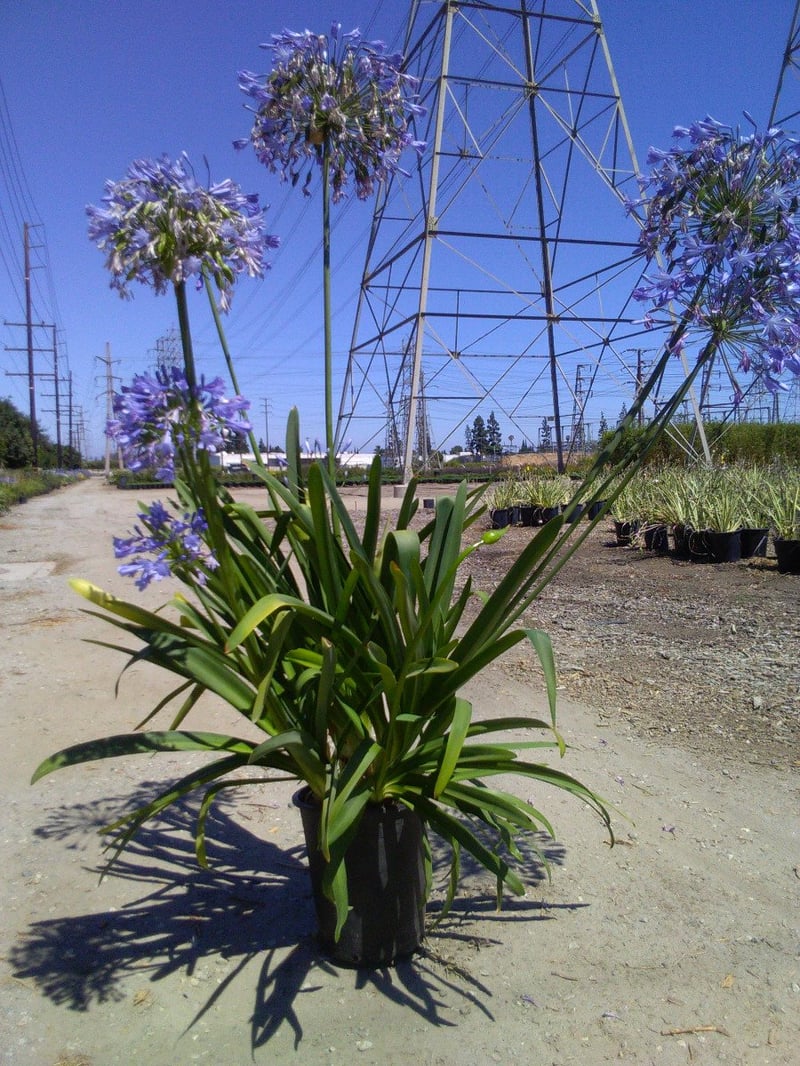 Photo for Agapanthus 'Storm Cloud' (Dark Blue Agapanthus)