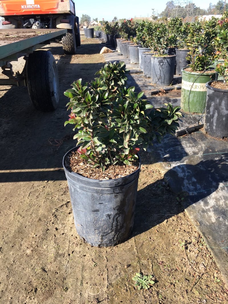 Photo for Rhaphiolepis umbellata 'Minor' ('Gulf Green') (Dwarf Yeddo Hawthorn)