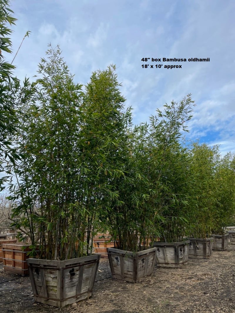 Photo for Bambusa oldhamii (Giant Timber Bamboo)