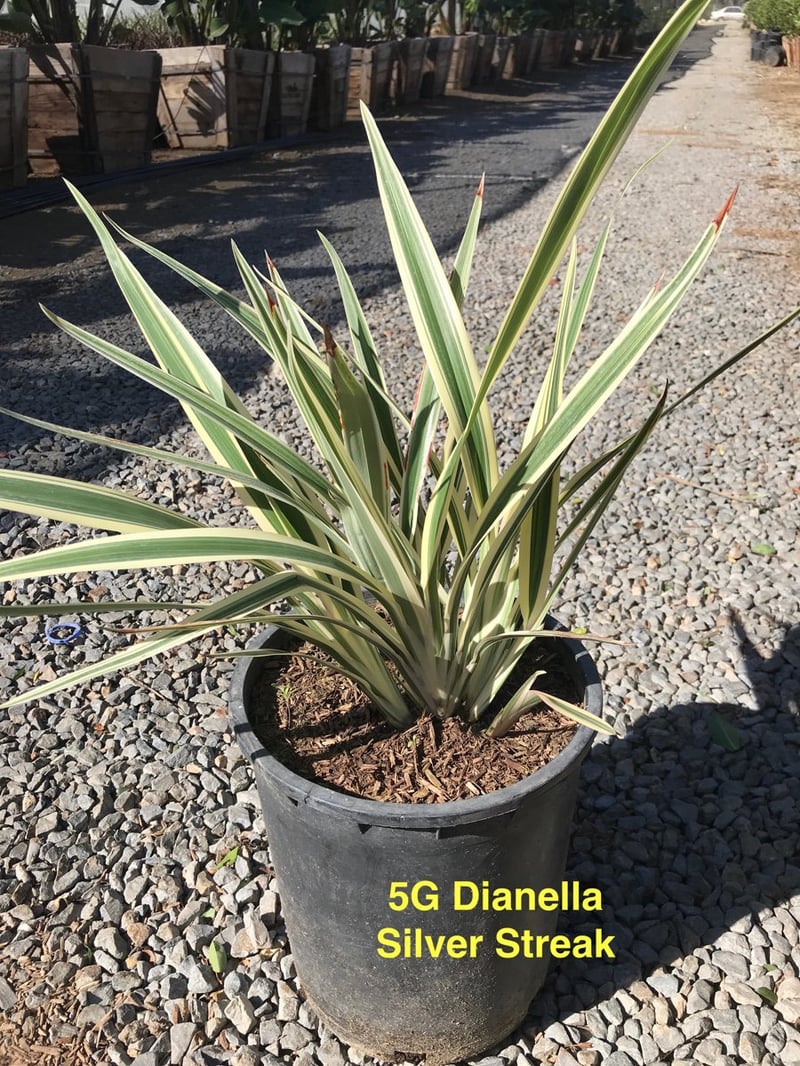 Photo for Dianella tasmanica 'Silver Streak' (Silver Streak Flax Lily)