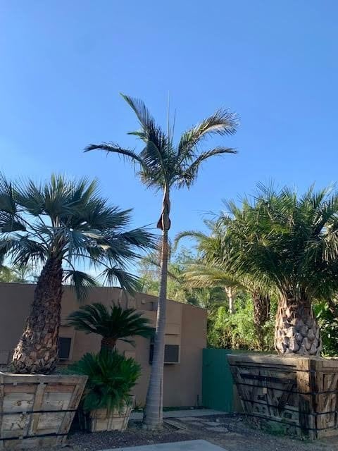 Photo for Archontophoenix cunninghamiana (King Palm)