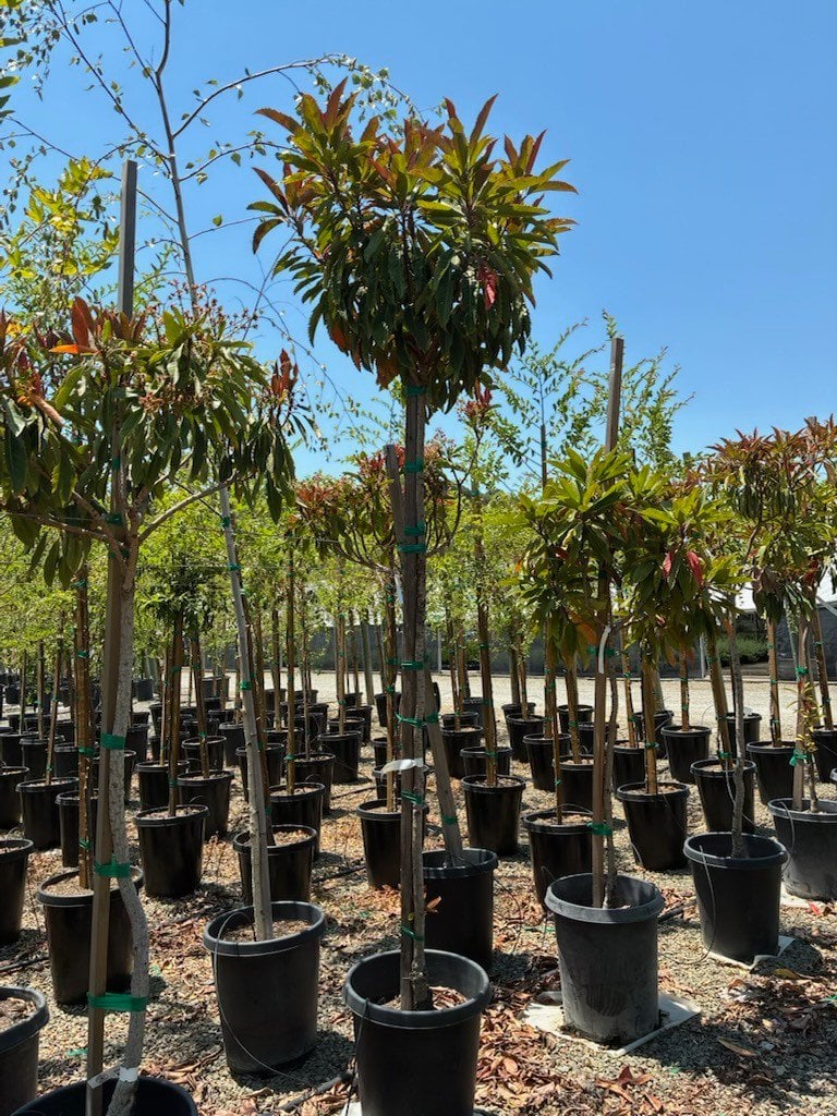 Photo for Eriobotrya deflexa (Bronze Loquat)