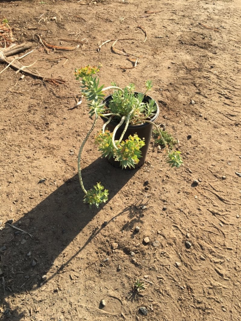 Photo for Euphorbia rigida (Silver Spurge)