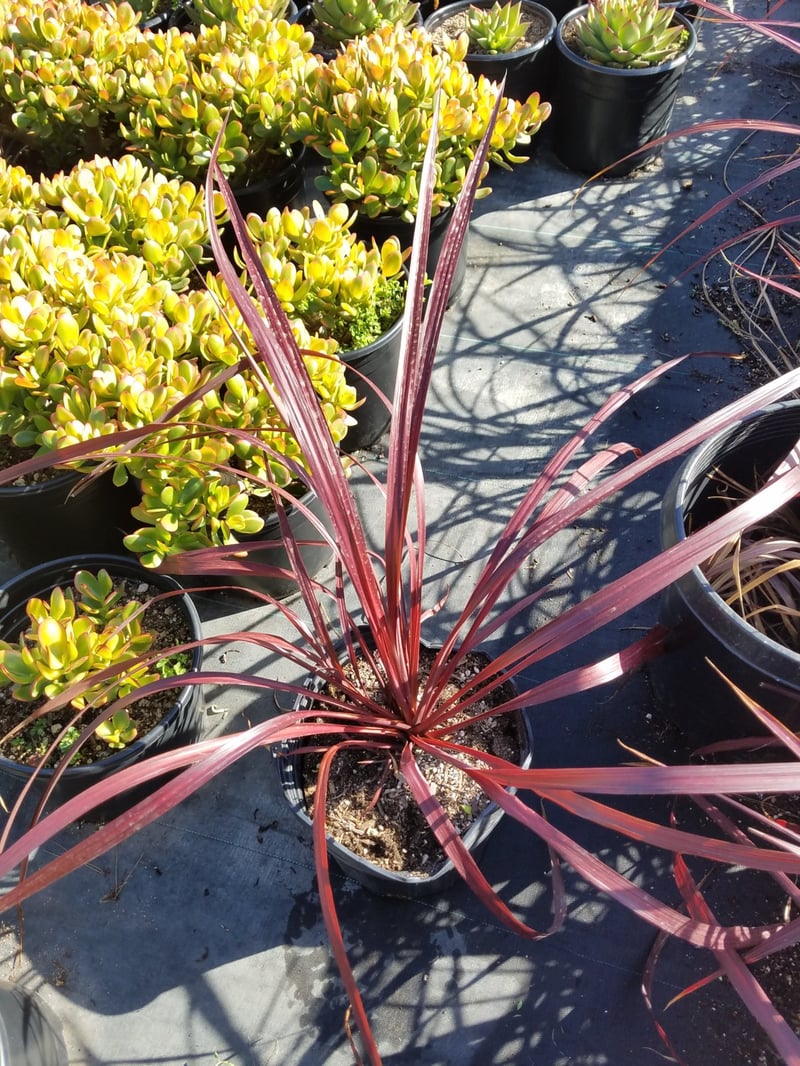 Photo for Cordyline x 'Jurred'  (Festival Bergundy Cordyline)