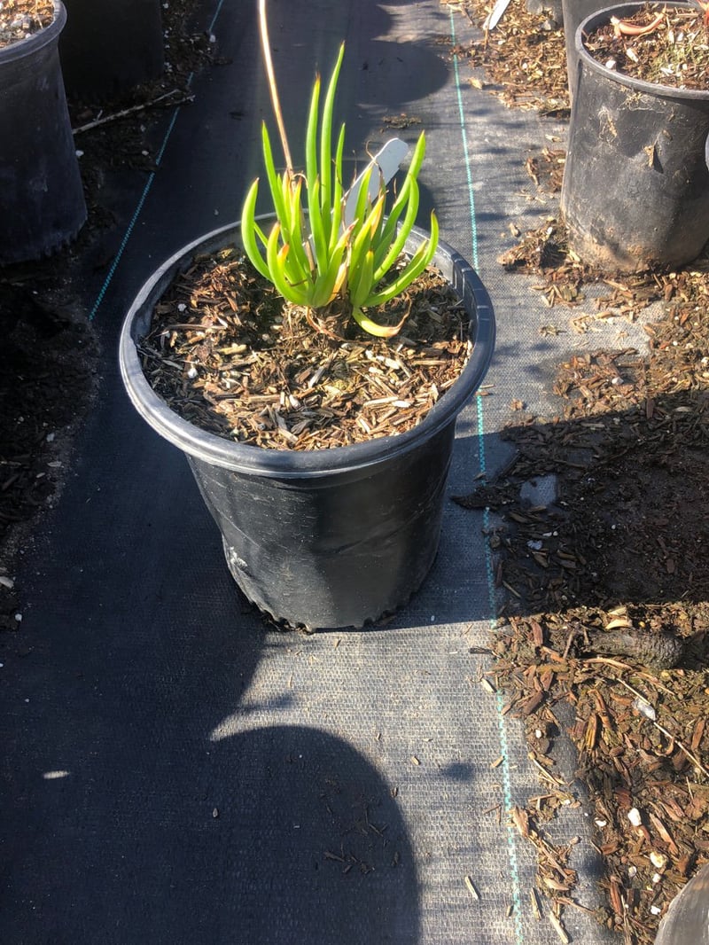 Photo for Bulbine frutescens 'Tiny Tangerine' (Tangerine Stalked Bulbine)