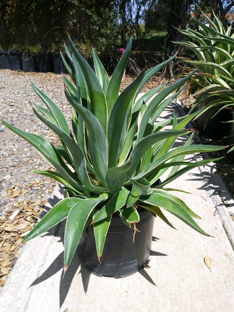 Photo for Agave desmetiana (Smooth Agave)