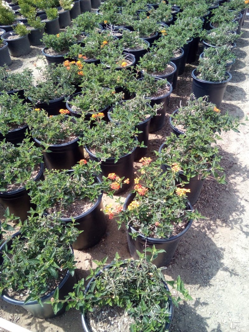 Photo for Lantana camara 'Radiation' (Radiation Bush Lantana)