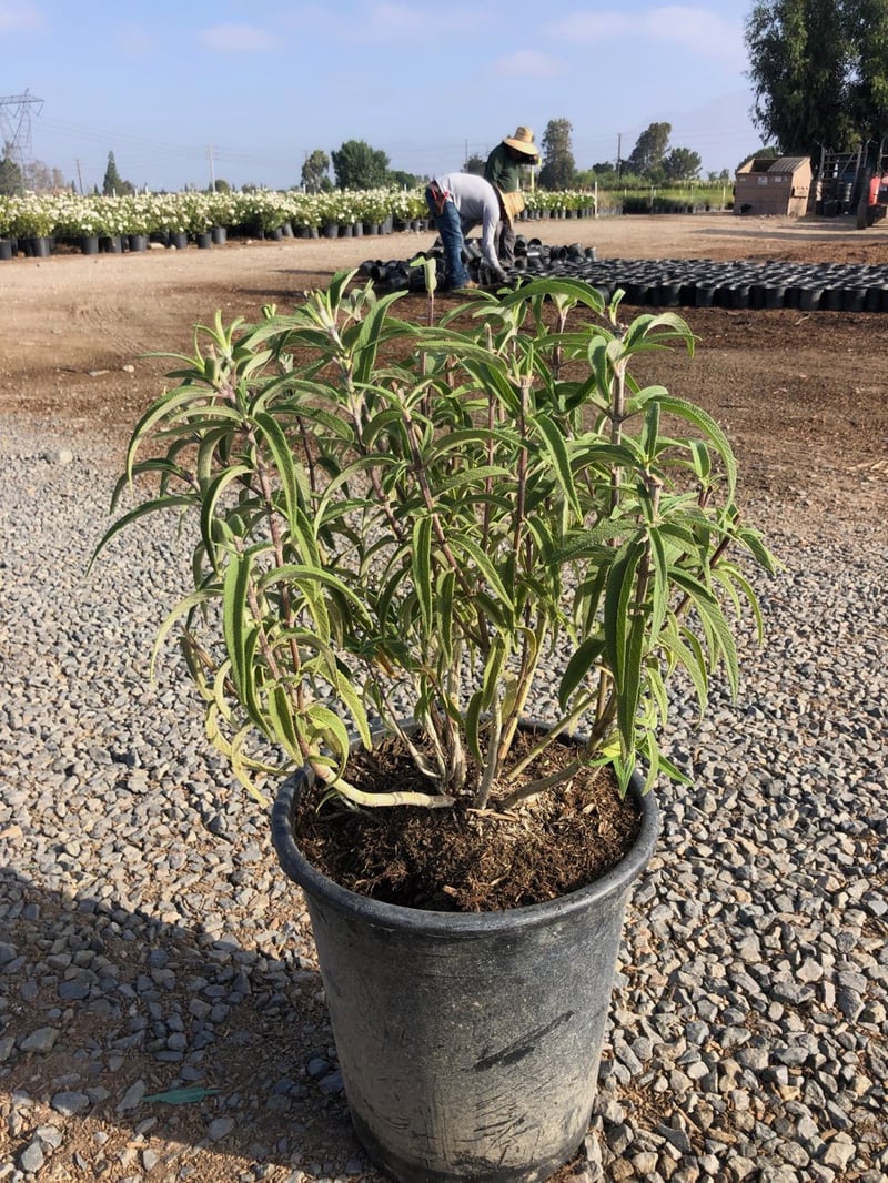 Photo for Salvia leucantha (Mexican Bush Sage, Velvet Sage)