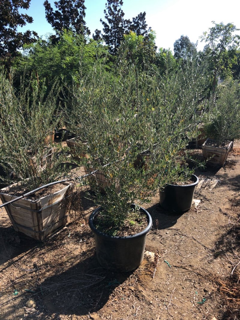 Photo for Olea europaea 'Majestic Beauty' (Multi) (Majestic Beauty Fruitless Olive)