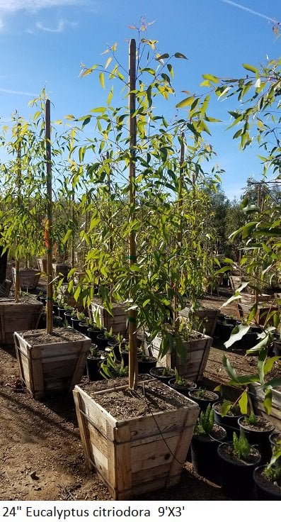 Photo for Eucalyptus citriodora (Corymbia citriodora) (Lemon Scented Gum)