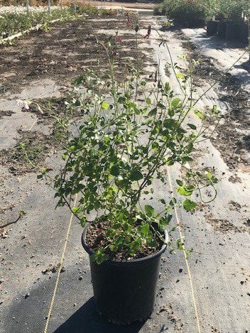 Photo for Salvia microphylla 'Hot Lips' (Hot Lips Sage)