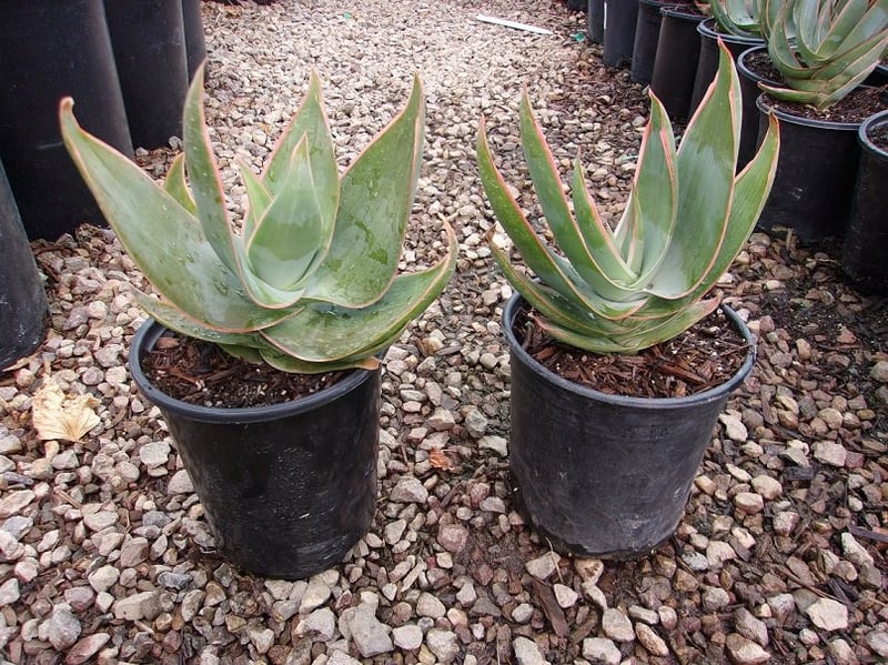 Photo for Aloe aristata (Lace aloe)