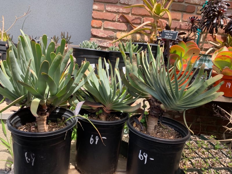 Photo for Aloe plicatilis (Fan Aloe)