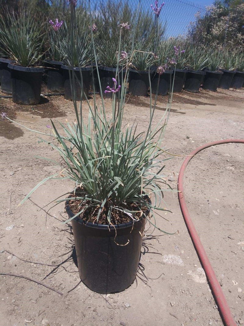 Photo for Tulbaghia violacea 'Silver Lace' (Silver Lace Variegated Society Garlic)