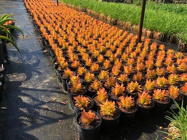 Photo for Crassula capitella 'Campfire' (Campfire Crassula, Crassula 'Blaze', C. 'Flame')