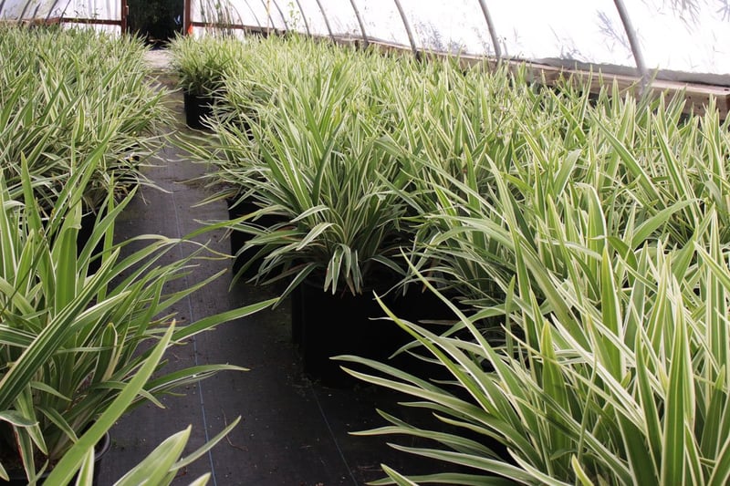 Photo for Dianella tasmanica 'Variegata' (Variegated Flax Lily)