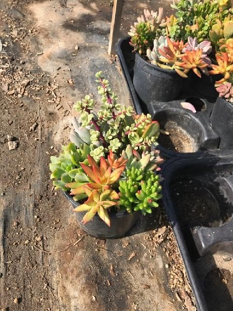 Photo for Mixed succulents (Mixed succulents)