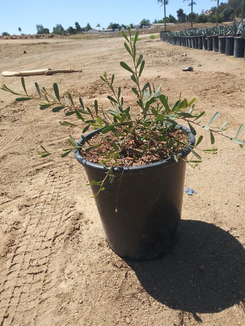 Photo for Acacia redolens 'Low Boy' (Prostrate Acacia)