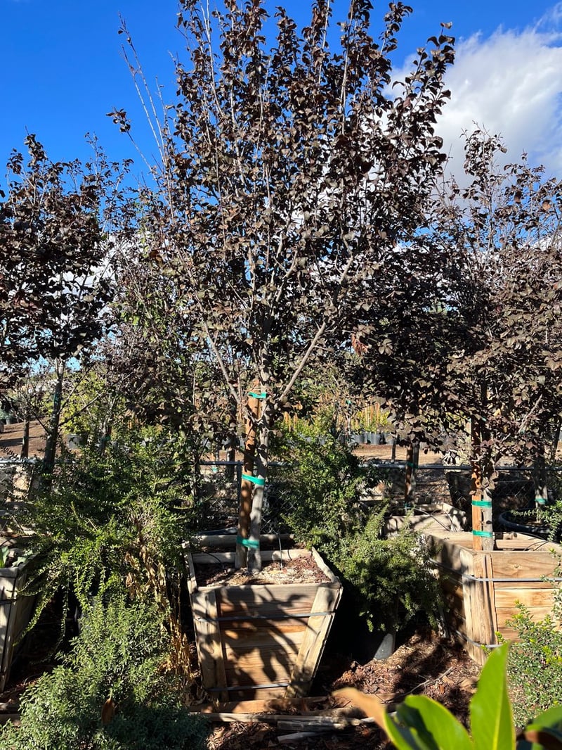 Photo for Prunus cerasifera 'Krauter Vesuvius' (Krauter Vesuvius Cherry Plum)