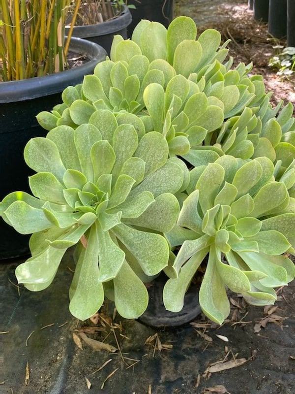 Photo for Aeonium urbicum 'Salad Bowl' (Salad Bowl Saucer Plant)
