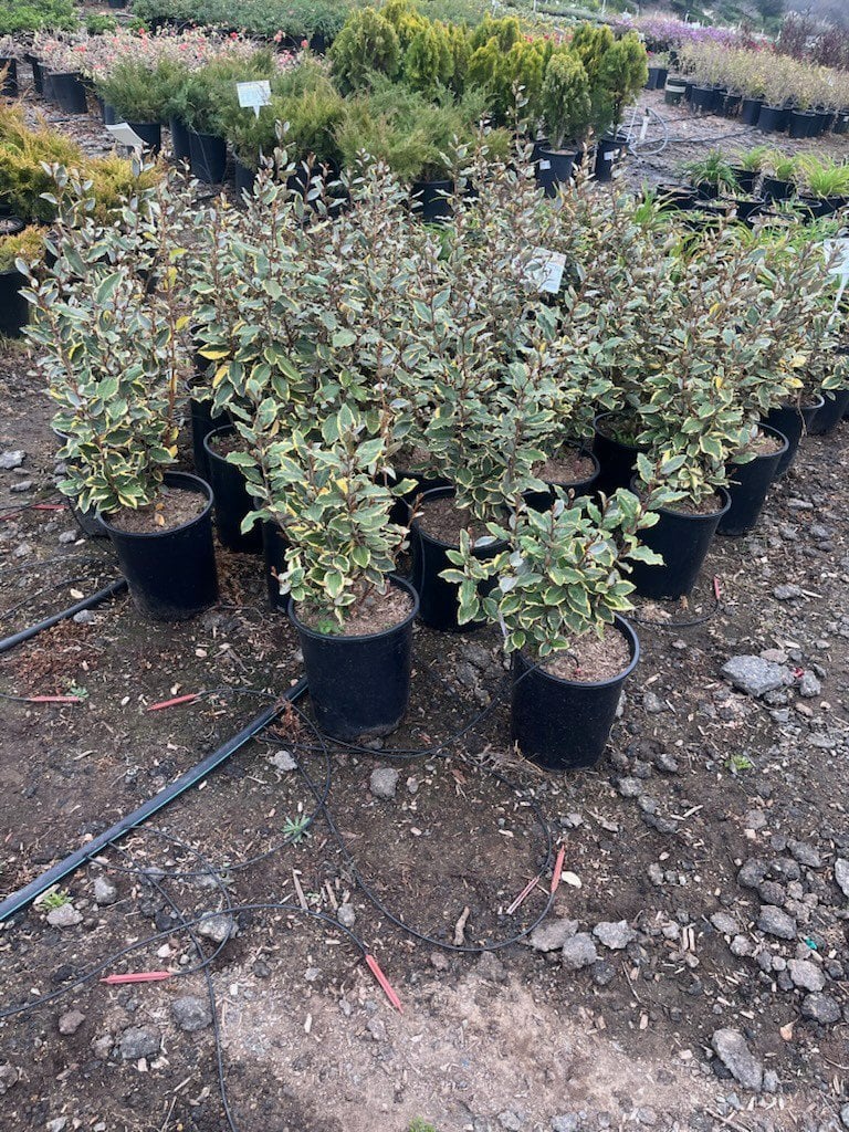 Photo for Elaeagnus pungens 'Fruitlandii' (Fruitland Silverberry)