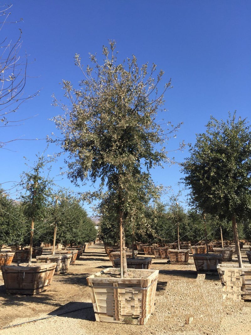 Photo for Quercus lobata (Standard) (Valley Oak)