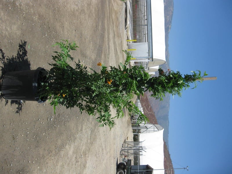 Photo for Tecoma x alata 'Orange Jubilee' (Orange Jubilee)
