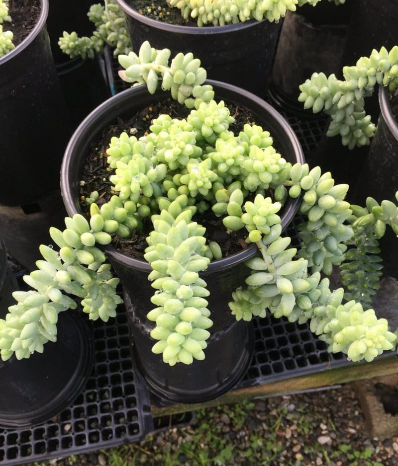 Photo for Sedum morganianum (Donkey's Tail)