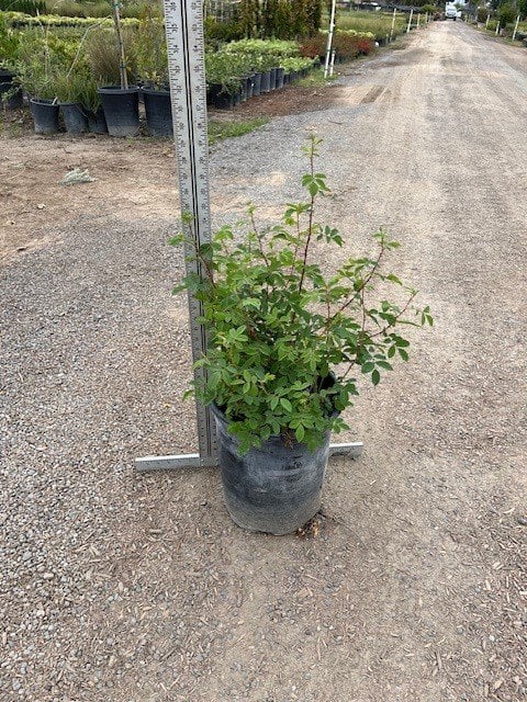 Photo for Rosa californica (California Wild Rose)