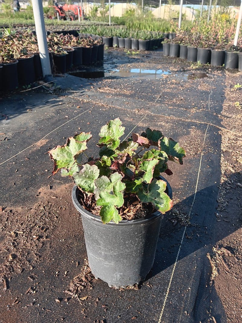 Photo for Heuchera sanguinea (Coral Bells)