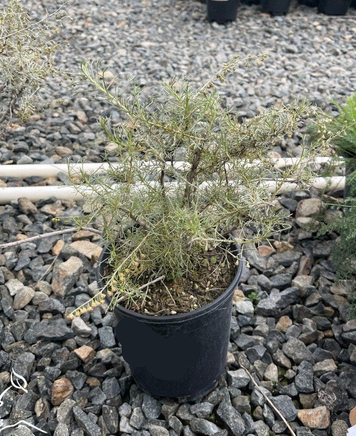 Photo for Artemisia californica (California Sagebrush)