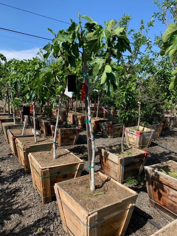 Photo for Ficus carica 'Black Mission' (Black Mission Fig)
