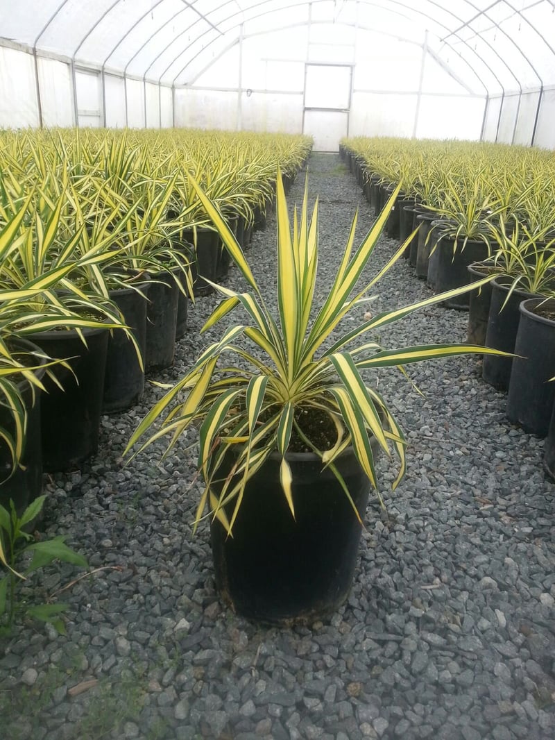 Photo for Yucca gloriosa 'Bright Star' (Bright Star Yucca)